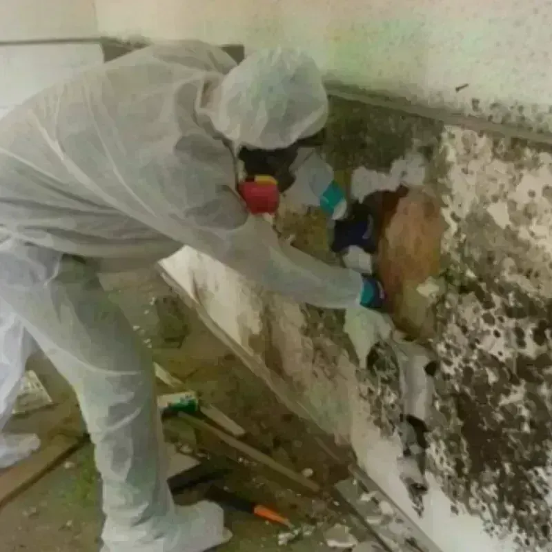 Mold Remediation and Removal in Camilla, GA